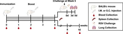 Intramuscular Inoculation of <mark class="highlighted">AS02</mark>-Adjuvanted Respiratory Syncytial Virus (RSV) F Subunit Vaccine Shows Better Efficiency and Safety Than Subcutaneous Inoculation in BALB/c Mice